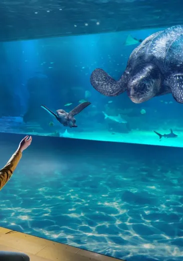 De lederschildpad grand large