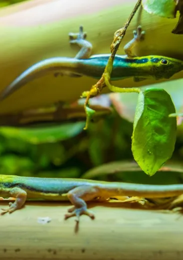 Klemmer's day gecko Phelsuma Klemmeri