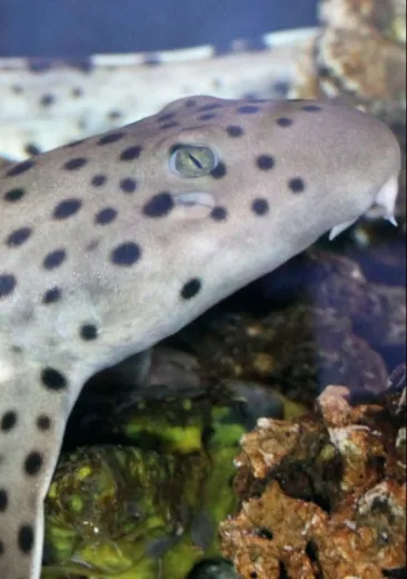 Epaulette Shark