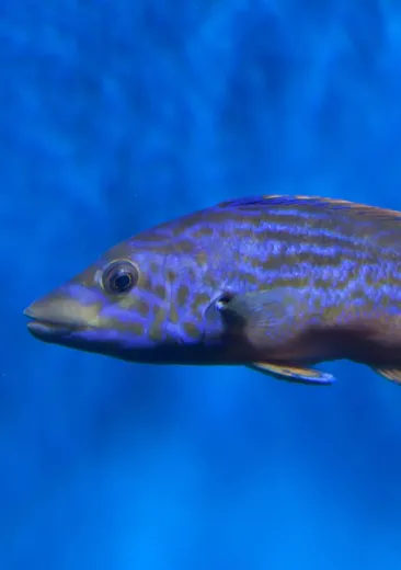 La vieille coquette Labrus mixtus