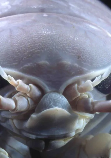 Giant isopod