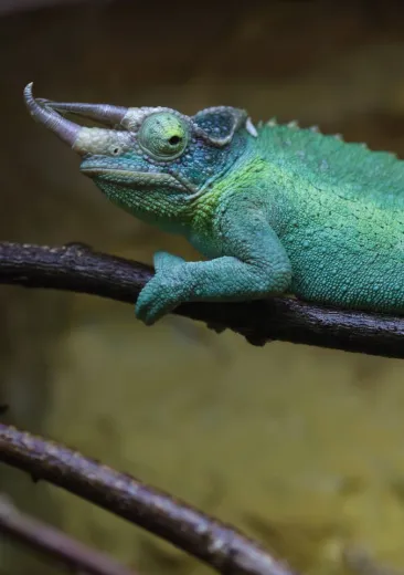 Caméléeon de Jackson