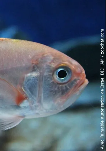 Gephyroberyx japonicus