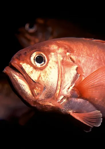 poisson lanterne japonais gephyroberyx japonicus