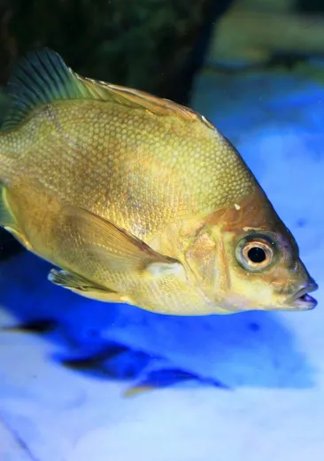 Poisson roseau du Japon