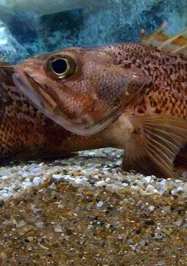 sebaste rouge japonais Pentaceros japonicus