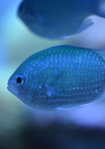 demoiselle bleue Chromis viridis