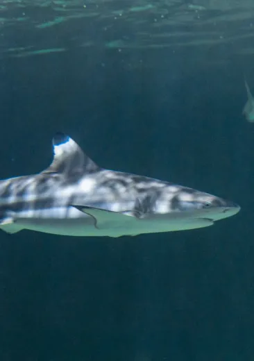 requin pointes noires