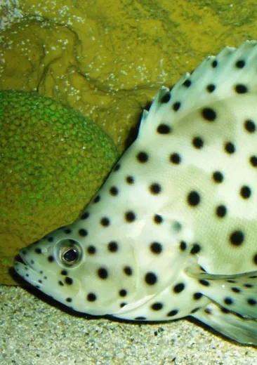 mérou de Grace Kelly