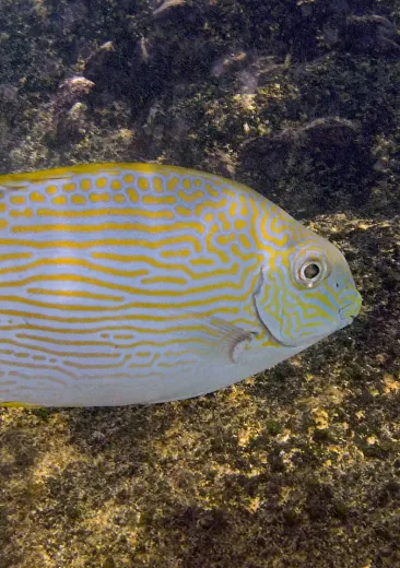 siganus lineatus sigan raies d'or