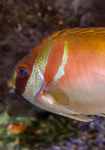 Poisson lapin à double barre