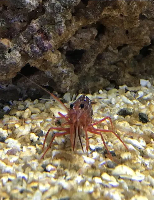 peppermint shrimp Lysmata wurdemanni  