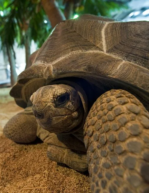 La tortue géante d'Aldabra ou seychelles