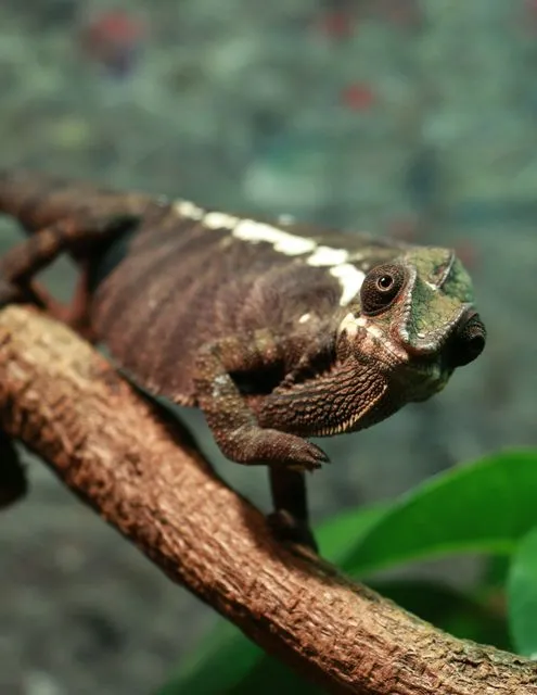 Panther chameleon Furcifer pardalis