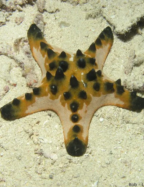 L'étoile de mer à cornes Protoreaster nodosus