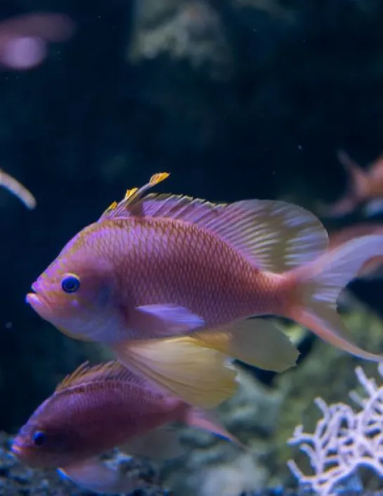 Het vlaggenbaarsje anthias anthias