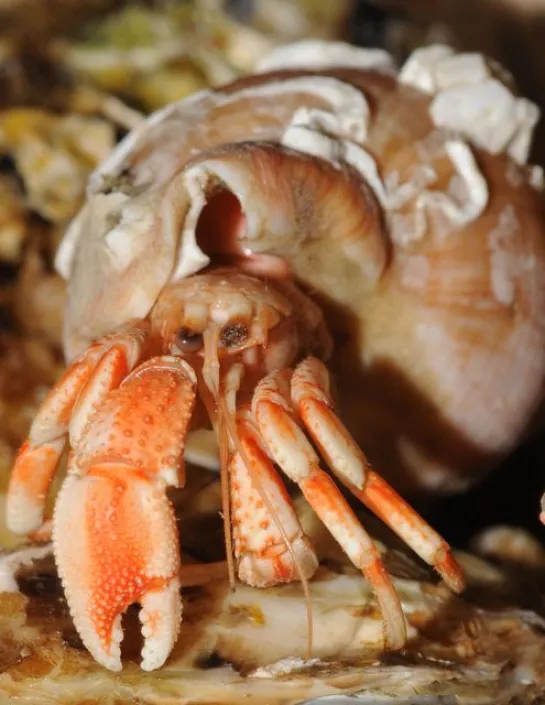 common hermit crab Pagurus bernhardus