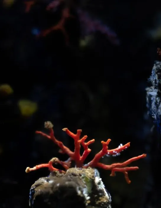 Le corail rouge Corallium rubrum | Nausicaa