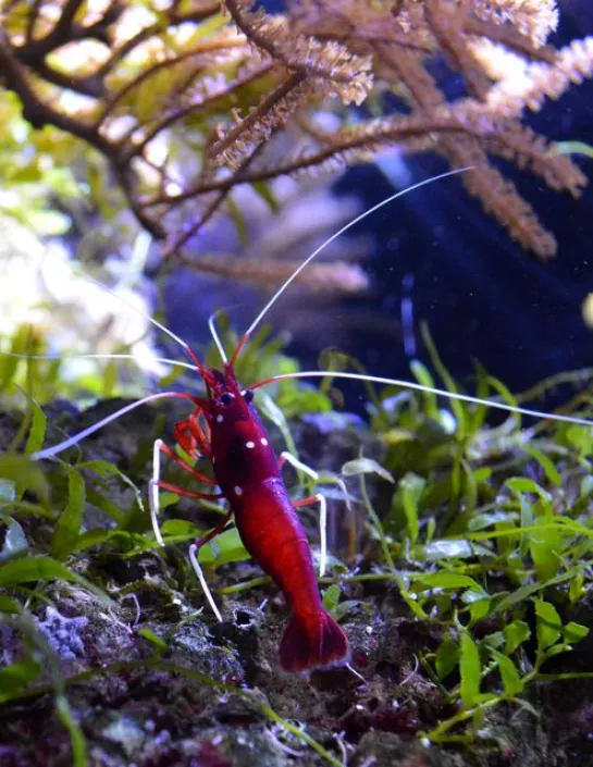 Pacific cleaner shrimp Lysmata debelius