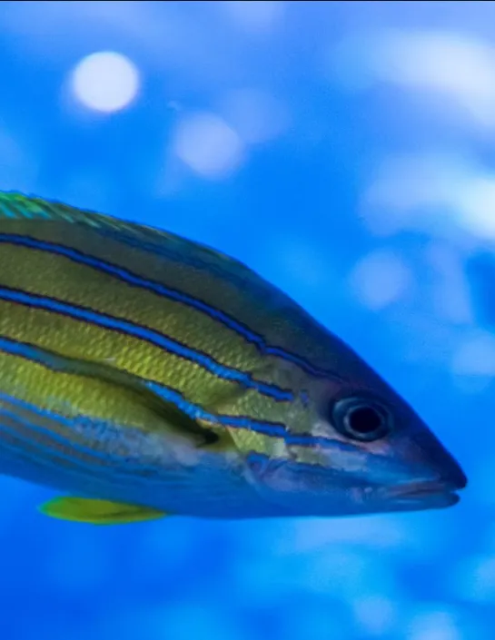 De blauwgestreepte snapper of kasmira-snapper