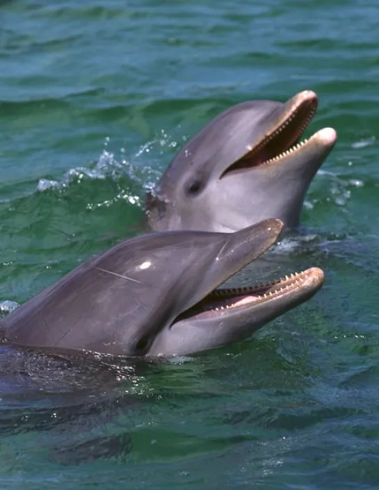 The bottlenose dolphin Tursiops truncatus