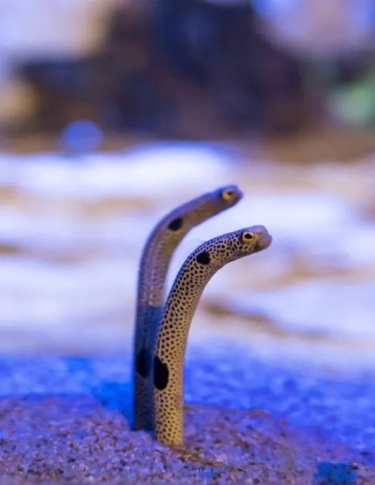 Spotted garden-eel Heteroconger hassi