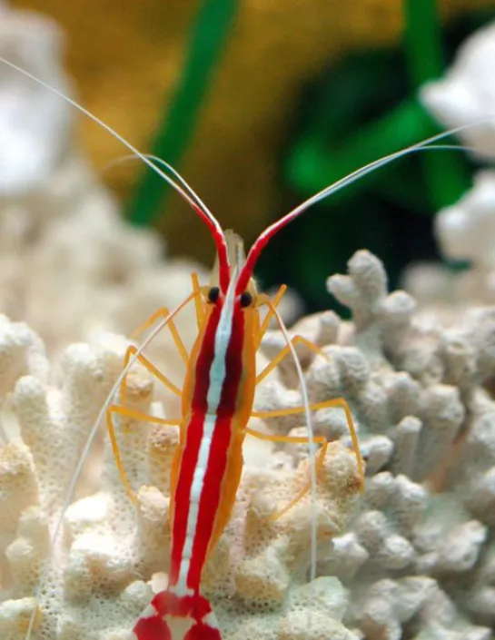 Pacific cleaner shrimp Lysmata amboinensis