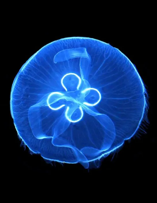 common jellyfish Aurelia aurita