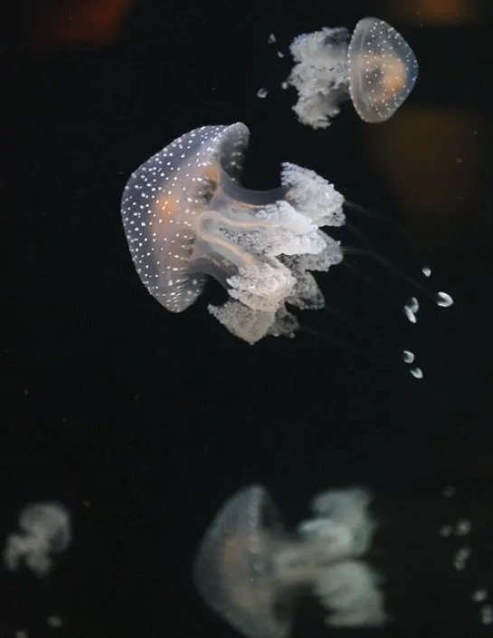 Australian spotted jellyfish Phyllorhiza punctata