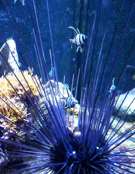 sea urchin Diadema setosum