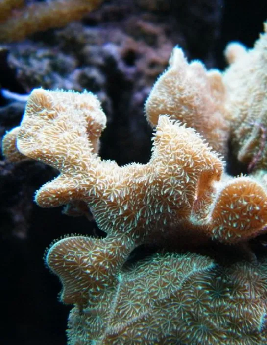 Potato chips coral Pavona cactus