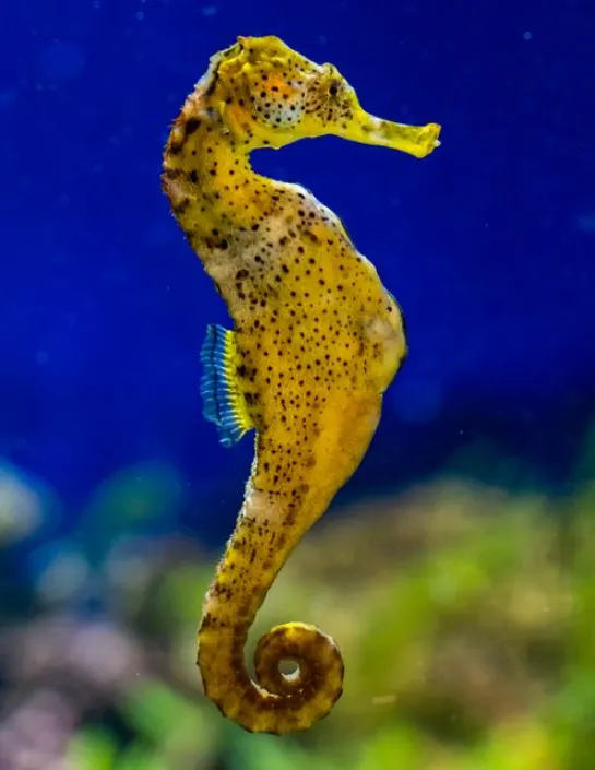 Longsnout seahorse Hippocampus reidi