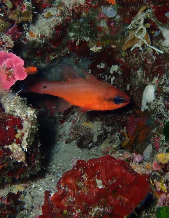 cardinalfish Apogon imberbis