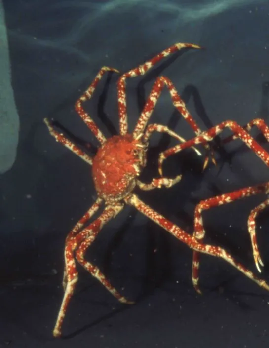 Japanese Spider Crab 