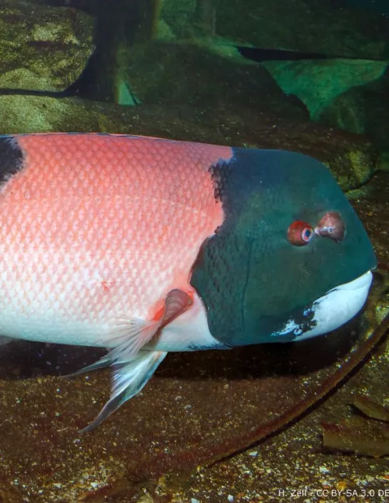 The California sheephead