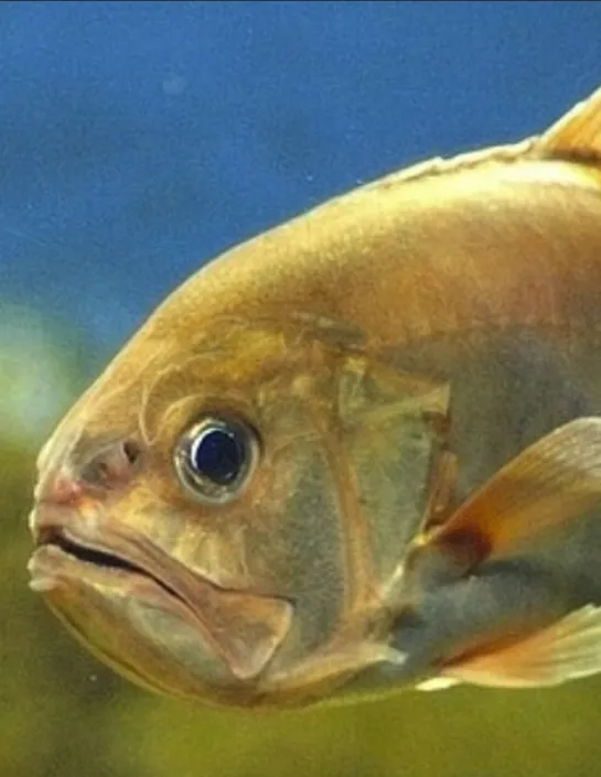 big roughy Gephyroberyx japonicus