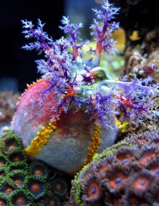 Pomme de mer holothurie