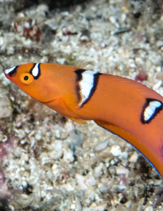 African coris Coris gaimard | Nausicaa