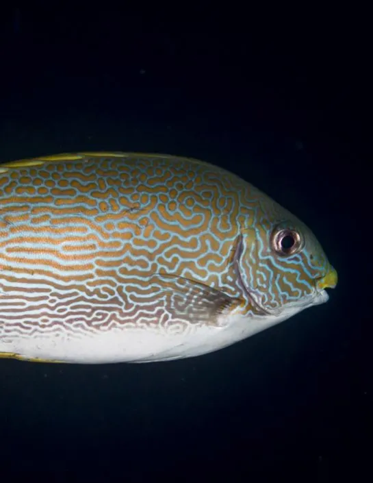 siganus lineatus sigan raies d'or