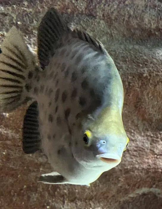 Spotted scat Scatophagus argus | Nausicaa