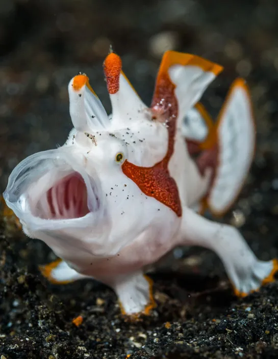 Antennarius maculatus