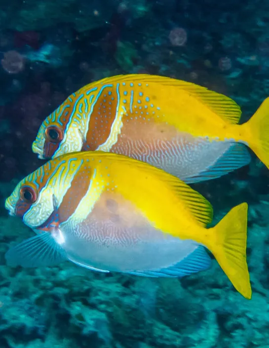 Poisson-lapin à double barre