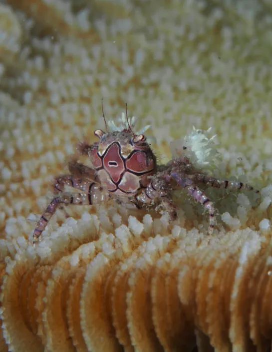 crabe boxeur à mosaïque