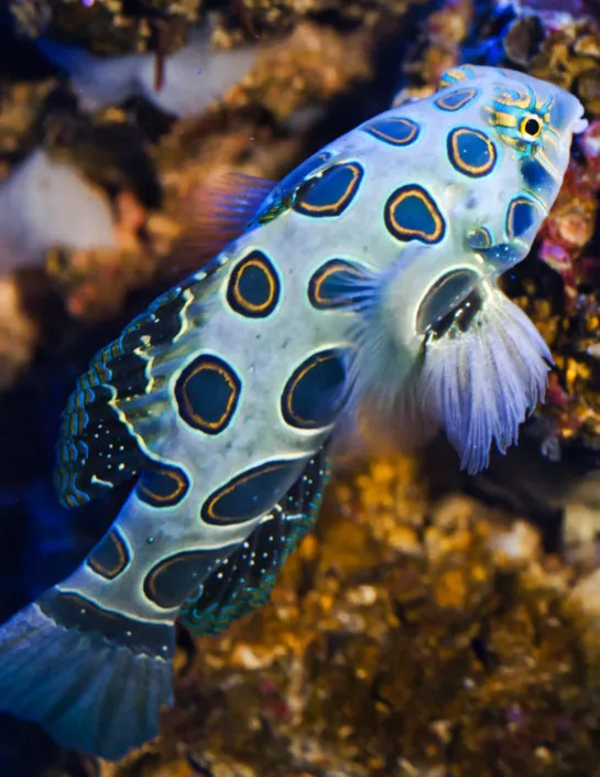 Poisson mandarin bariolé
