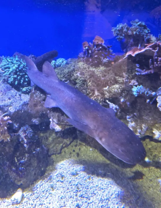 requin nourrice à queue courte