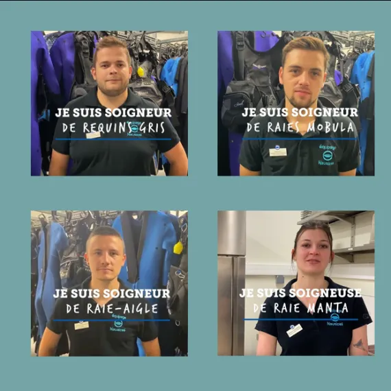 les soigneurs de nausicaa