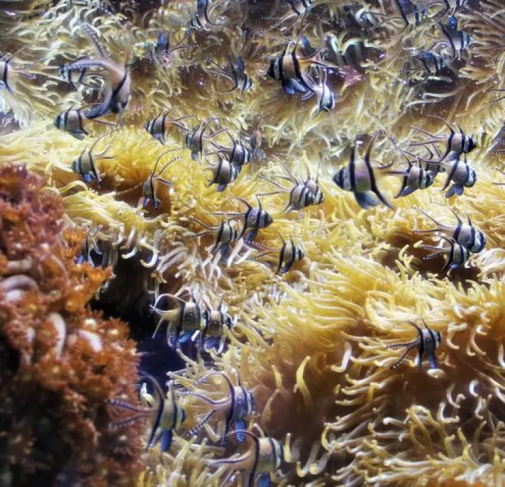 Banggai Cardinalfish