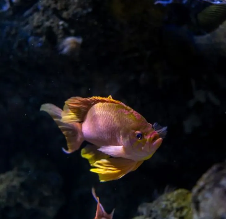 Het vlaggenbaarsje anthias anthias
