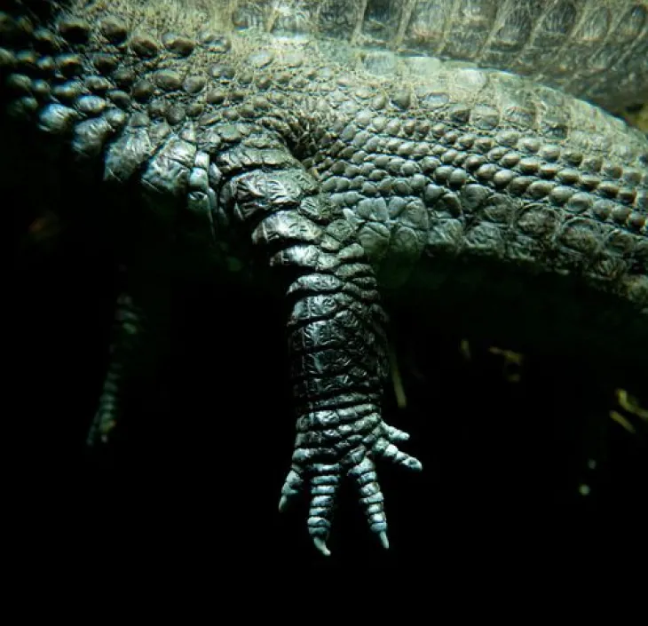 Brilkaaiman Caiman crocodilus