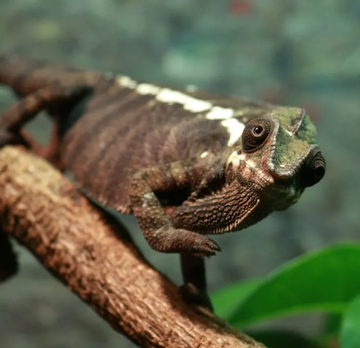 Panther chameleon Furcifer pardalis